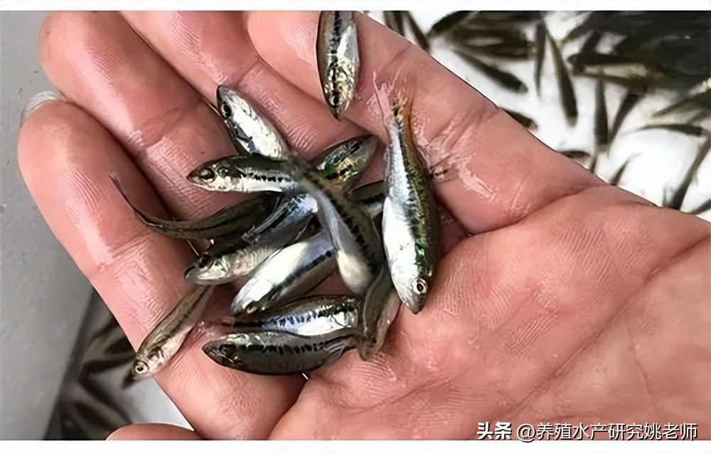 加州鲈鱼苗大量死亡是什么原因,鲈鱼苗死亡是什么原因