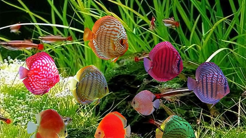 七彩神仙鱼繁殖期间可以喂食吗,七彩神仙鱼繁殖卵需要下什么药