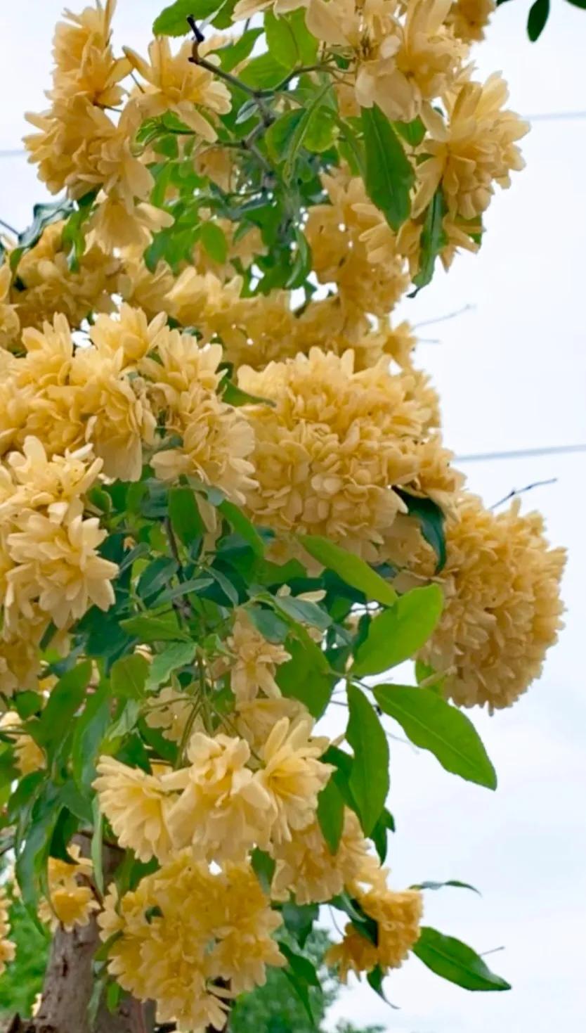 黄木香花的图片大全欣赏,怡人木香花图片欣赏