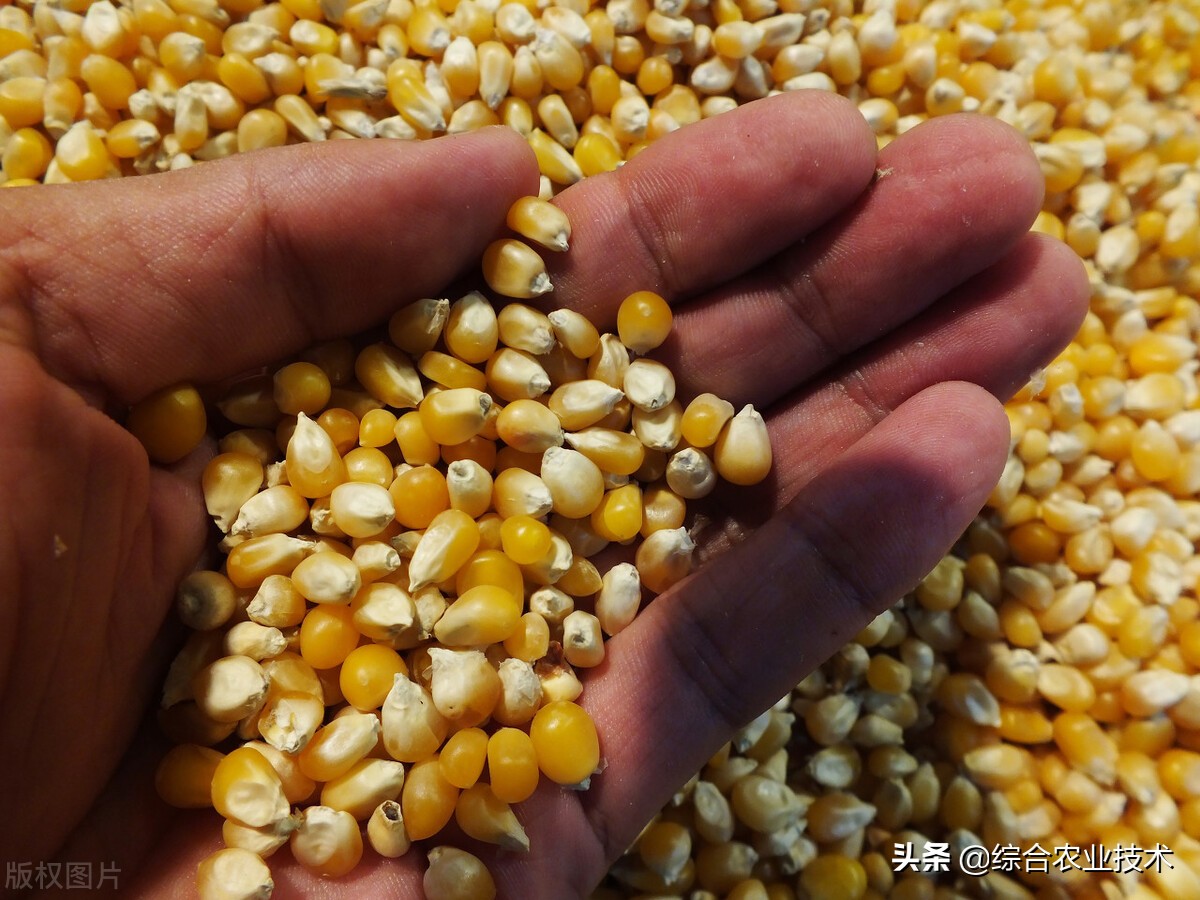 玉米种子没有审定可以销售吗,卖玉米种子的技巧和经销模式