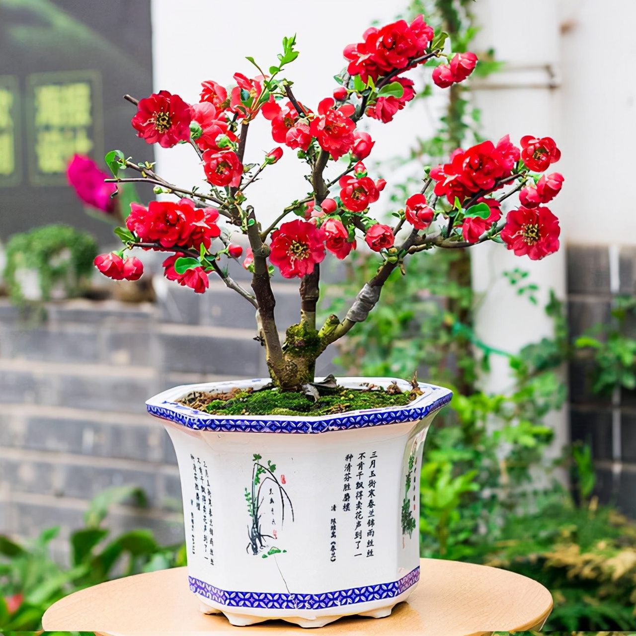 家里室内种什么树旺宅,适合家里种的镇宅树