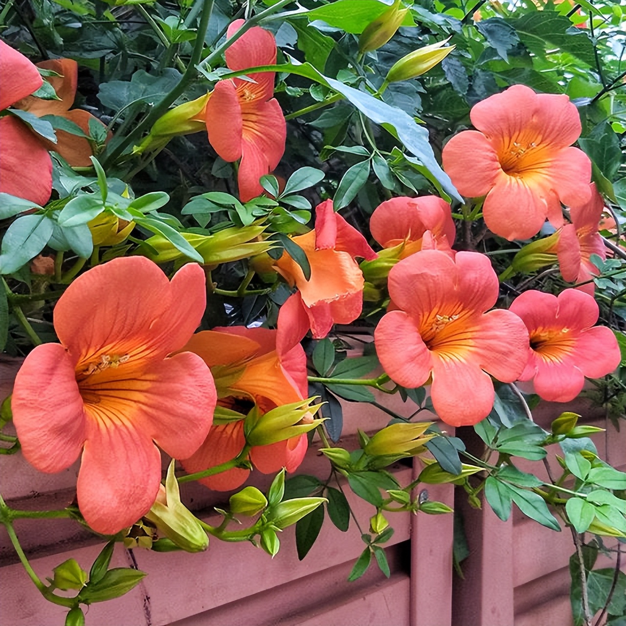 什么爬藤花好看又好养,庭院最佳十种爬藤花