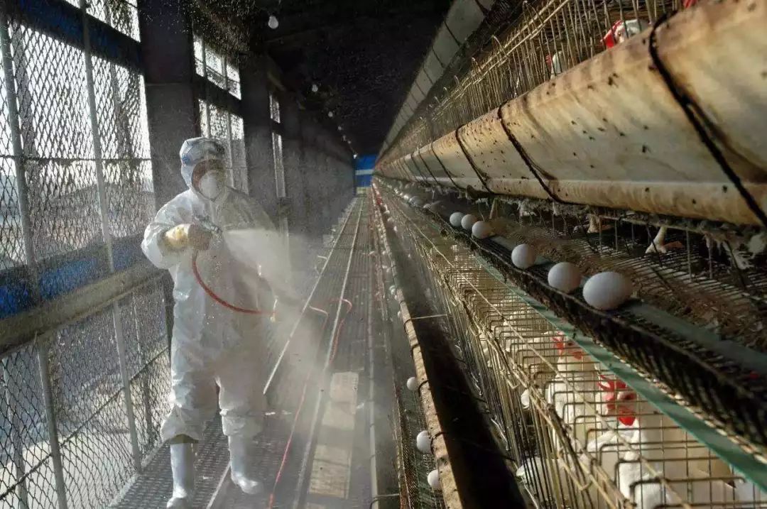 美国鸡蛋短缺掀起养鸡热,美国鸡蛋荒