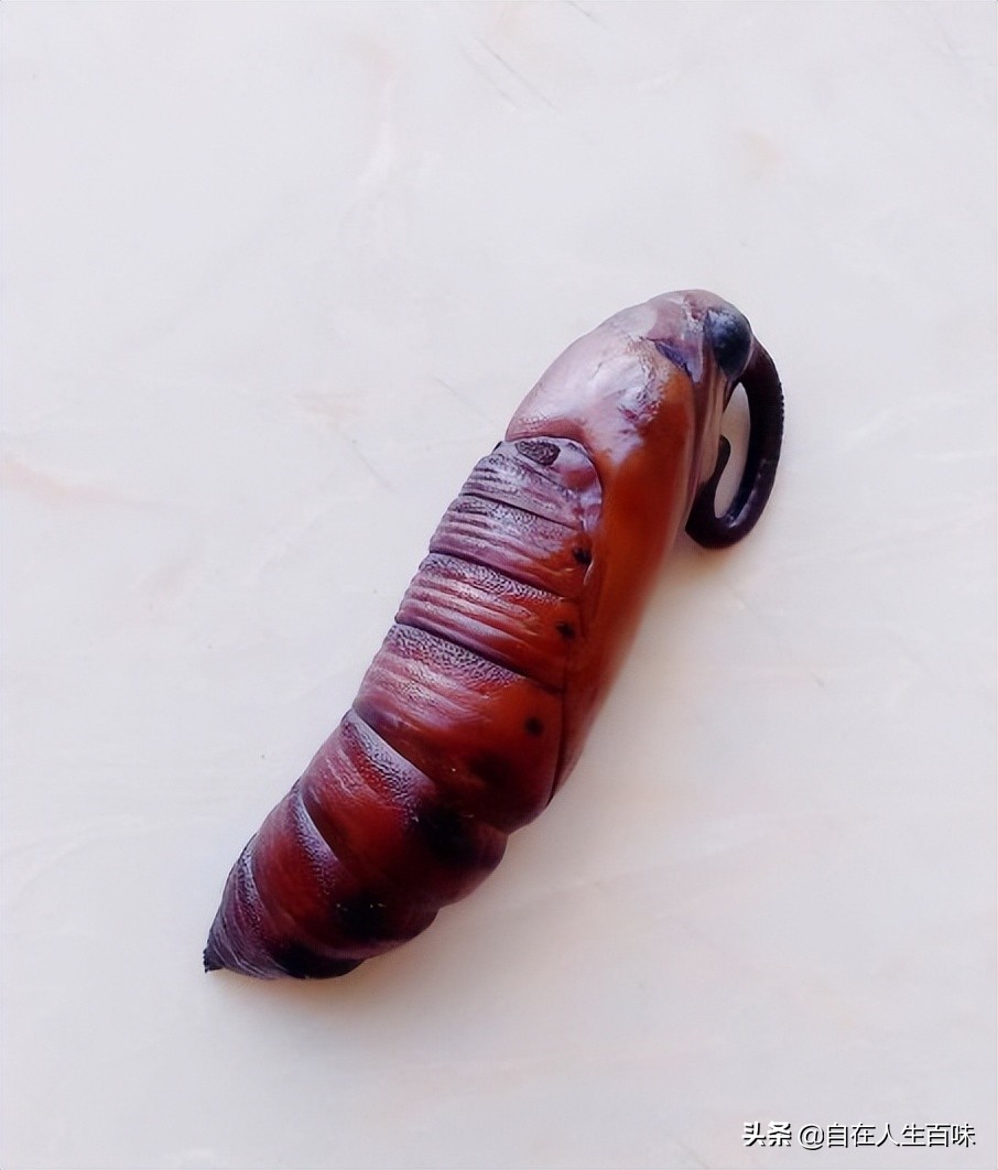 农村常见的虫子各叫什么名字,农村房子里面常见的虫子有哪些