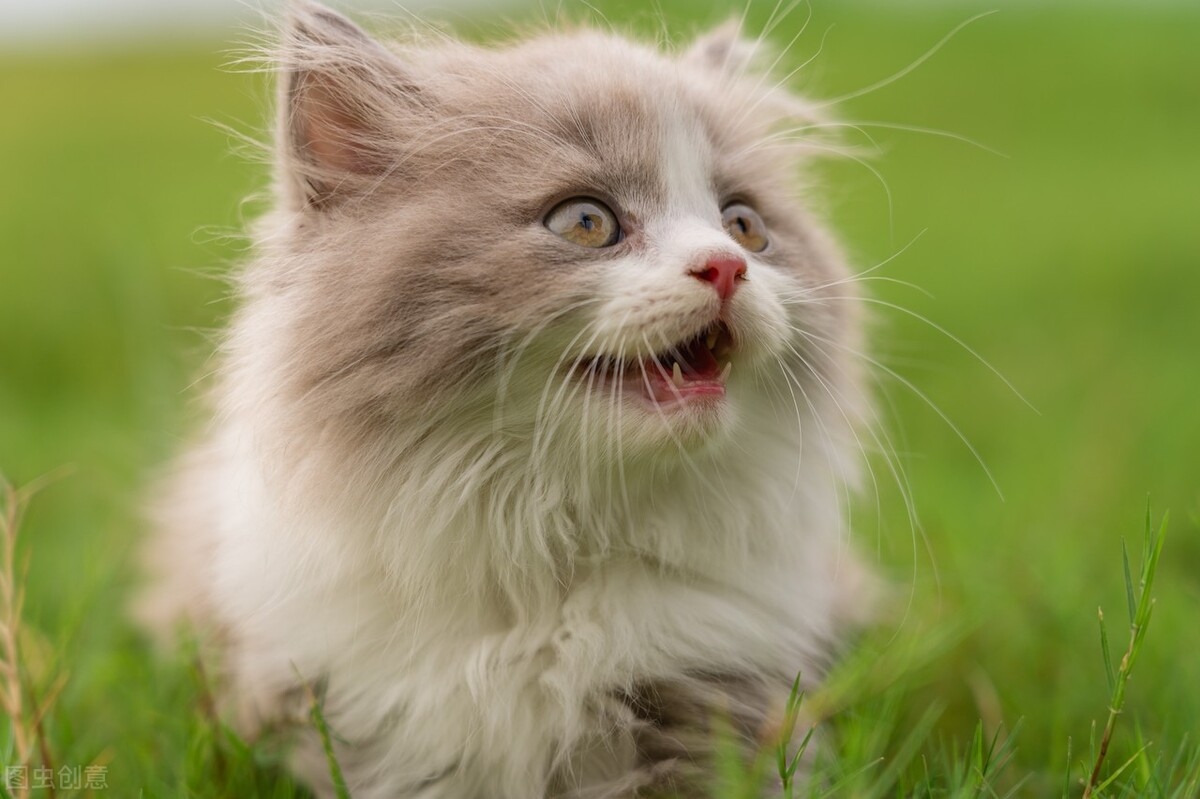 家里的猫咪一直跟着我,猫咪对着主人喵喵叫是什么意思