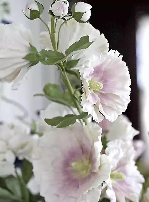 园丁的花园里开出了永生花,园丁永生花