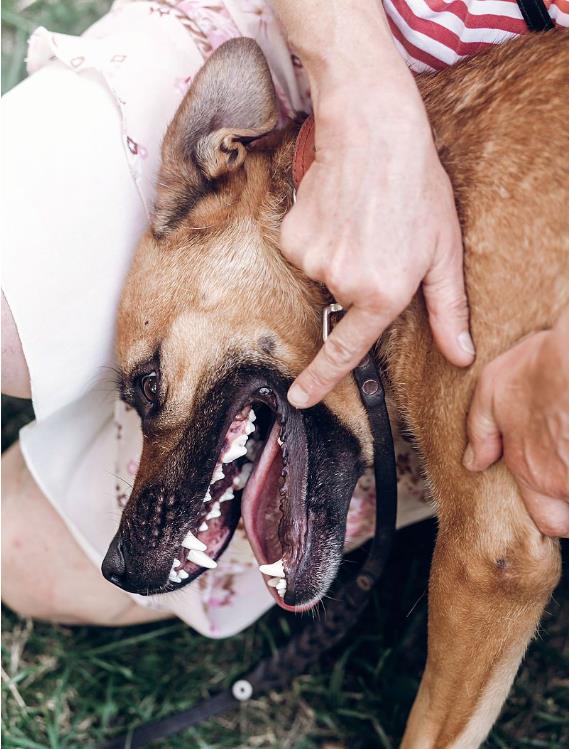 追寻犬神泰山麦兜，市中心探秘异域巴顿！