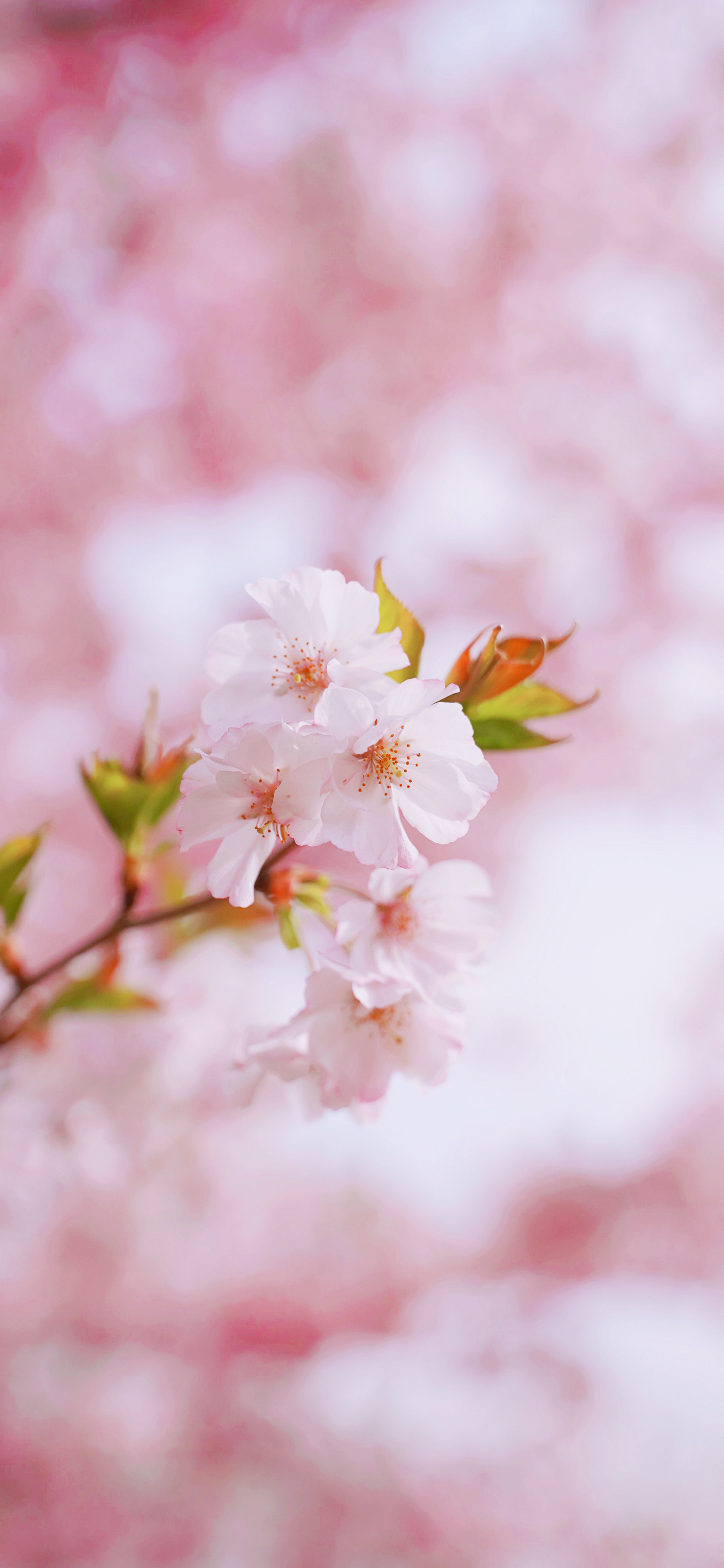 可爱的壁纸女生专用粉色系,超级可爱少女心壁纸粉色系动漫