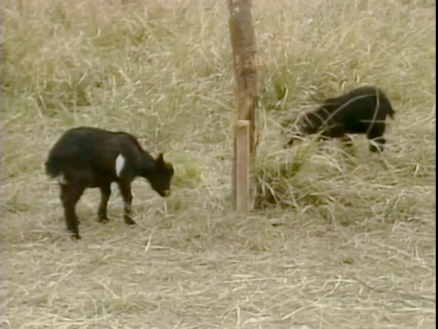 射雕83版电视剧翁美玲,83射雕花絮翁美玲和黄日华