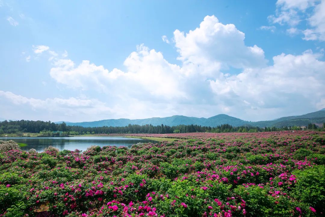 5·19幸福旅程从保山开始丨五一游腾冲,绝美栖花岭:天空之伞+千亩花海+粉色沙滩+福利