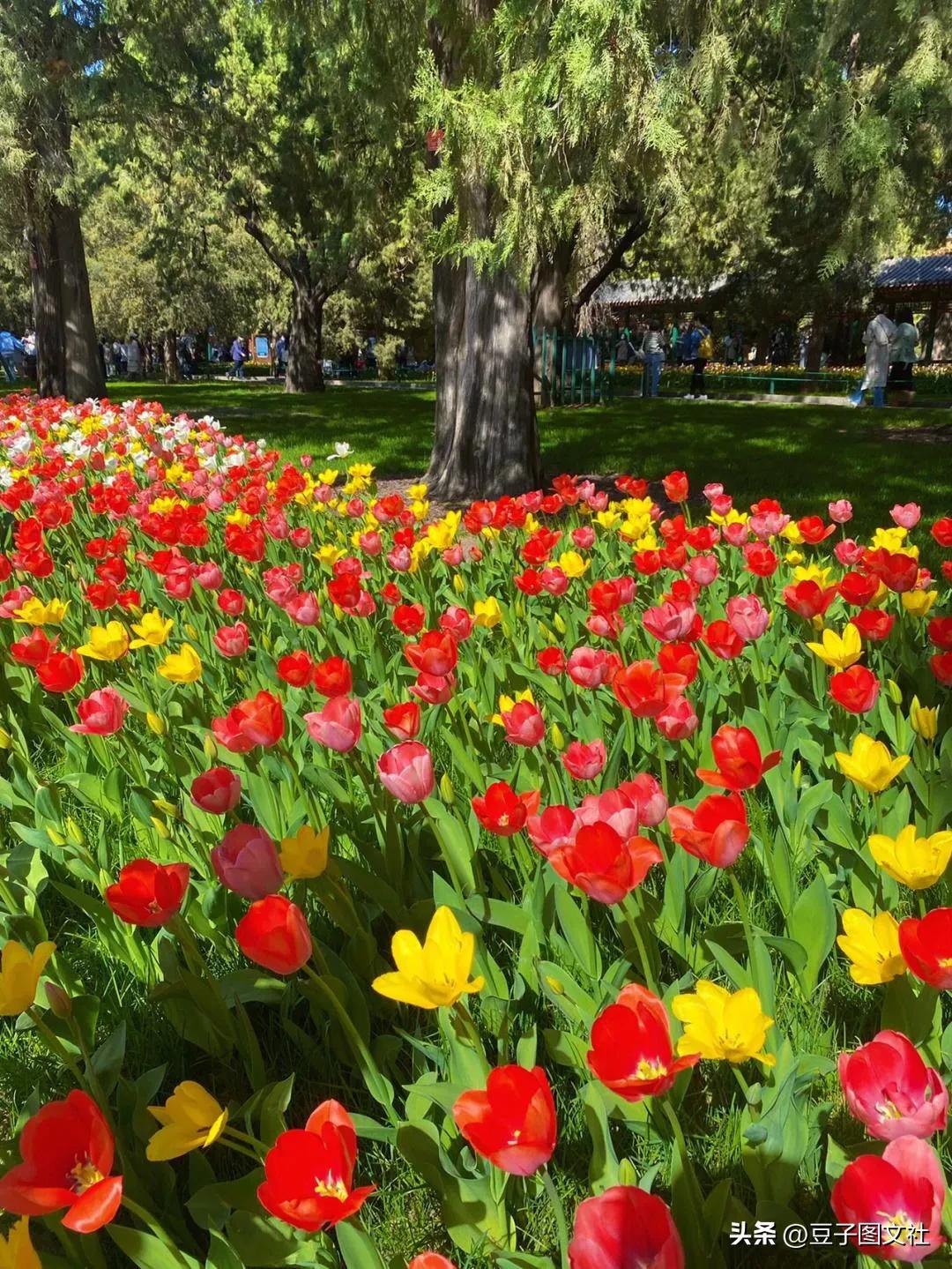 郁金香的花貌和郁金香的花语,各种颜色郁金香的花语是什么