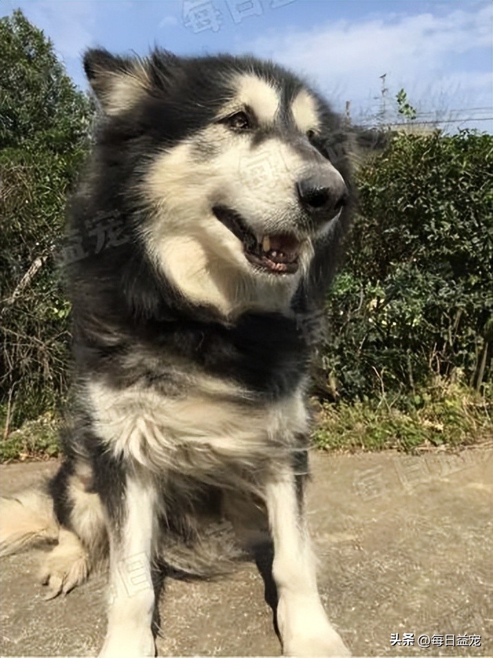 狗狗病情突发死亡,狗狗突发病死了