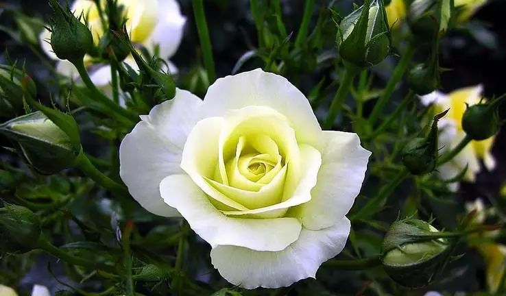 植物识别小口诀，总结的太全了！