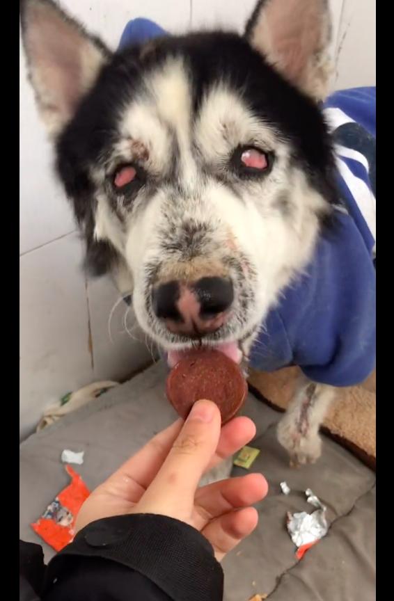 哈士奇眼睛上面白色点的地方红肿,哈士奇一只眼睛红肿