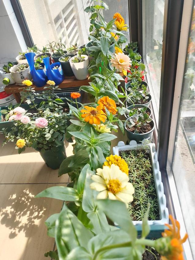 奶奶叮嘱，“花草有三不送，送了变仇人”，过来人的经验