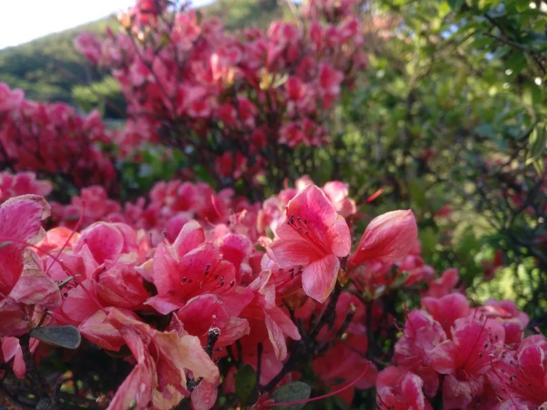 桂林雁山猫儿山,广州出发6天最适宜赏秋旅游