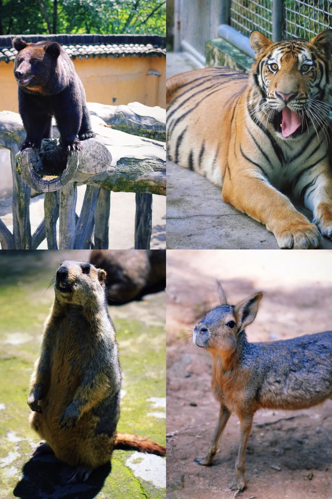 安吉亲子旅游必去的景点,安吉最新亲子旅游度假