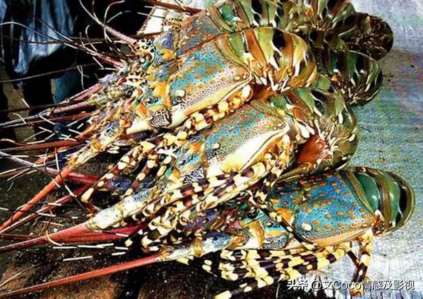 “颠覆”你“认知”的非洲市场，生猛海鲜超便宜