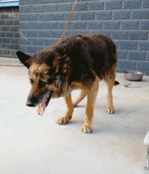 如果狗出现这几种情况会怎样,一只狗有这几种行为说明智商很低