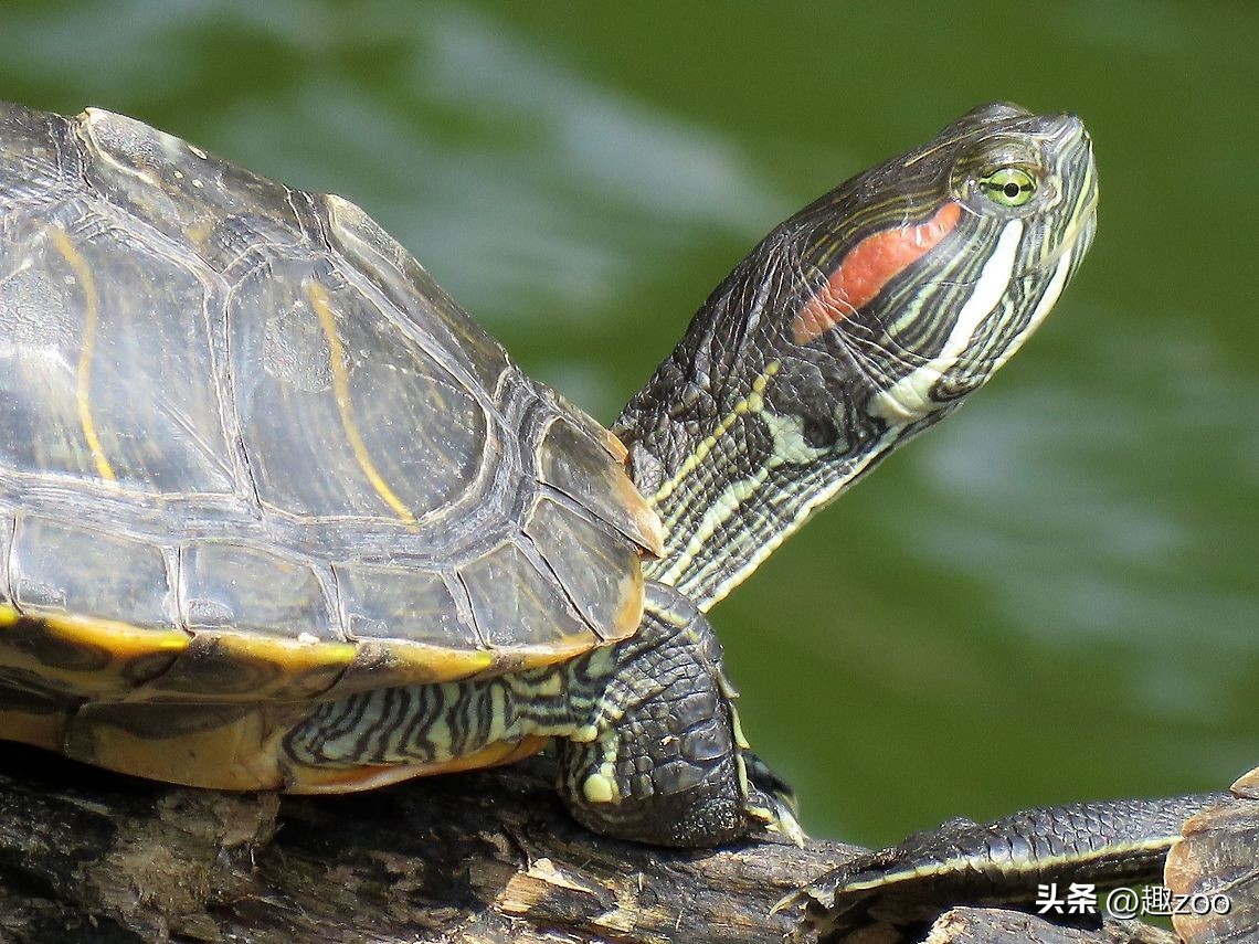 巴西龟适合的水深,巴西龟水温和水深