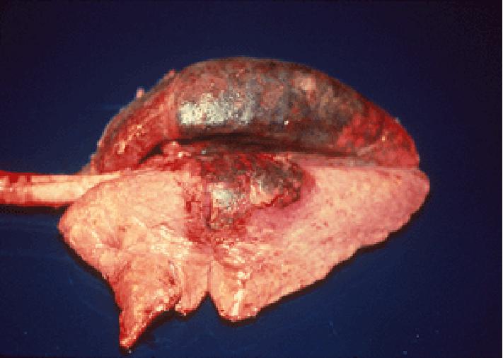 猪应急用药,猪生病的常用药