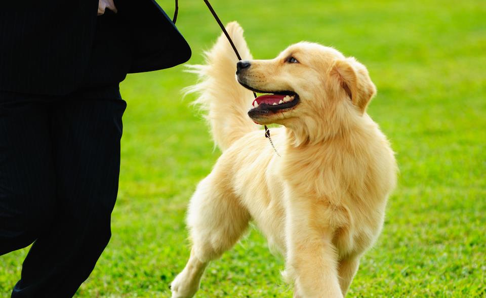 给狗狗自制粮用什么粉,给狗狗自制狗粮可以放调料么