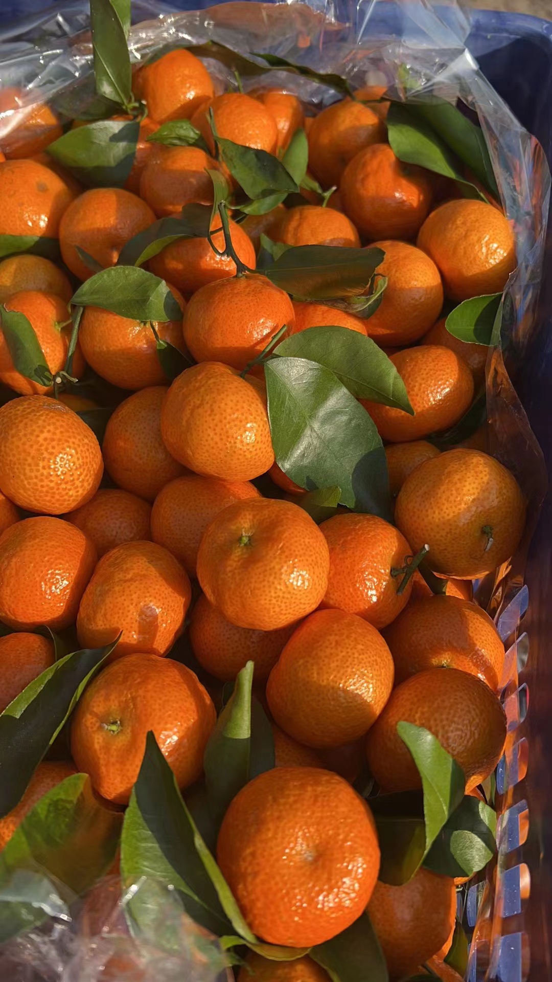 疫情之后的新兴职业有哪些,疫情后新兴行业