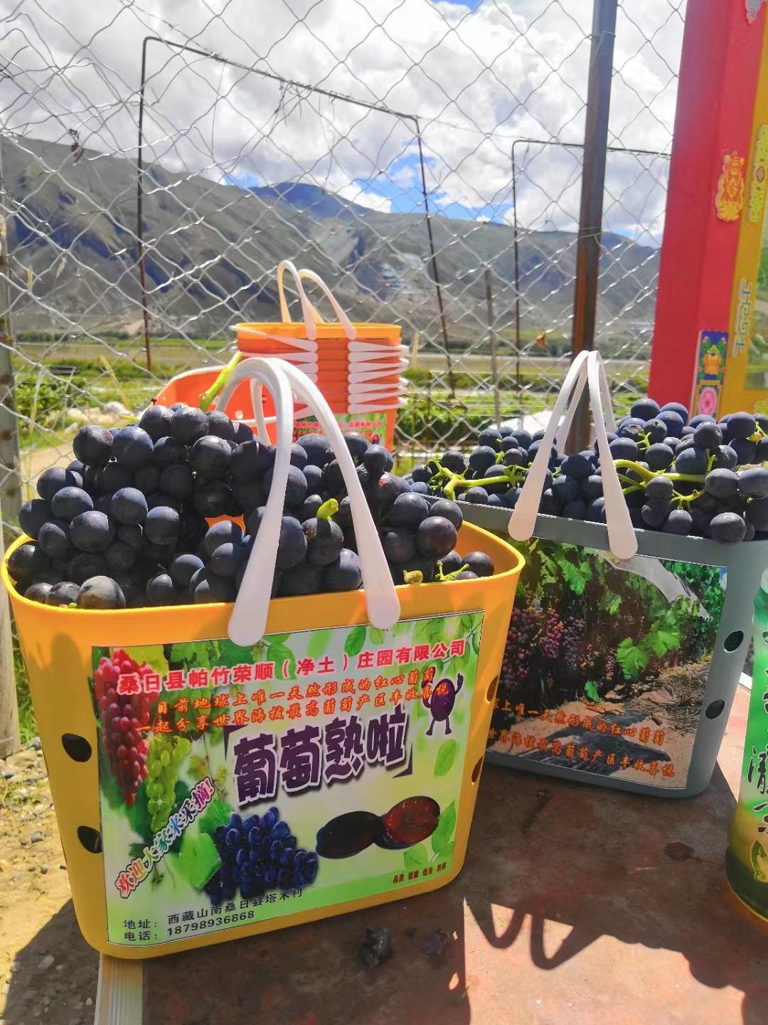 小葡萄串起乡村振兴大梦想,桑日县葡萄