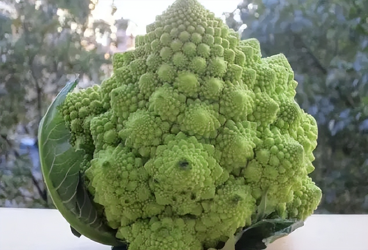 浙江人常吃的蔬菜有哪些,幼儿园常吃的蔬菜有哪些