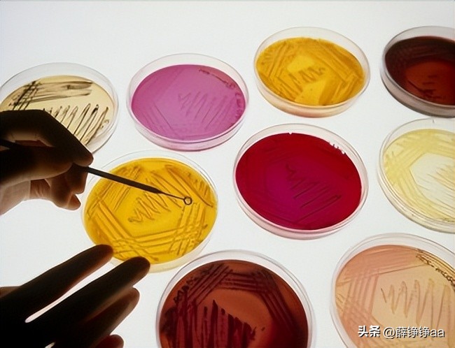 番茄青枯病害鉴别,分离番茄茎腐病真菌的方法