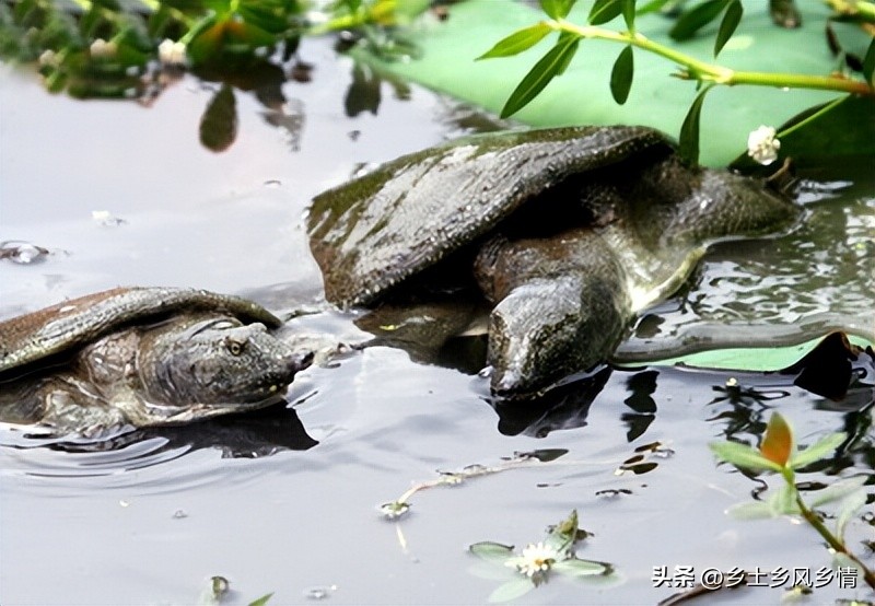 甲鱼养殖技术成功的案例,低成本养殖甲鱼高效益技术