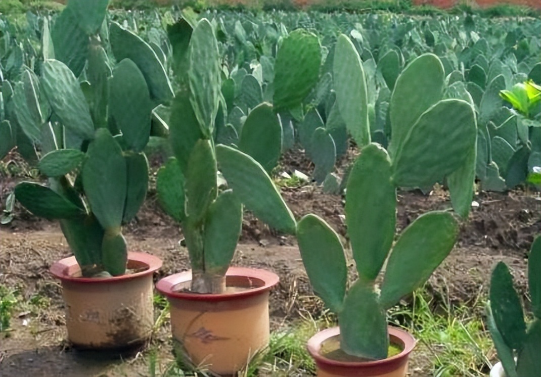 哪些花盆栽能吸甲醛呢图片,种什么盆栽能吸甲醛