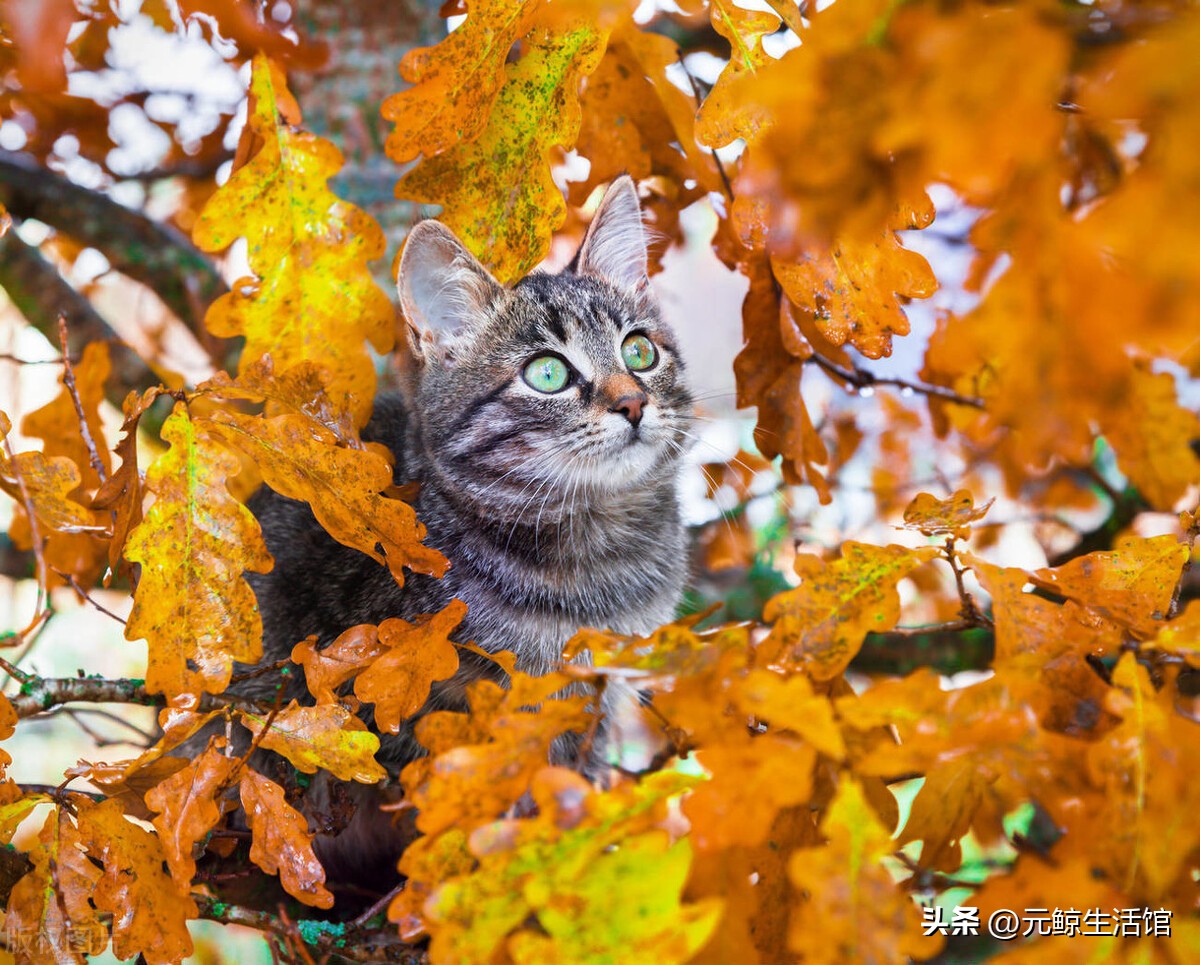 养猫的10大赚钱项目,养猫省钱平台