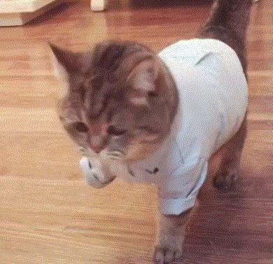 猫鼻支的家庭治疗方法有哪些,猫鼻支的家庭治疗方法小猫