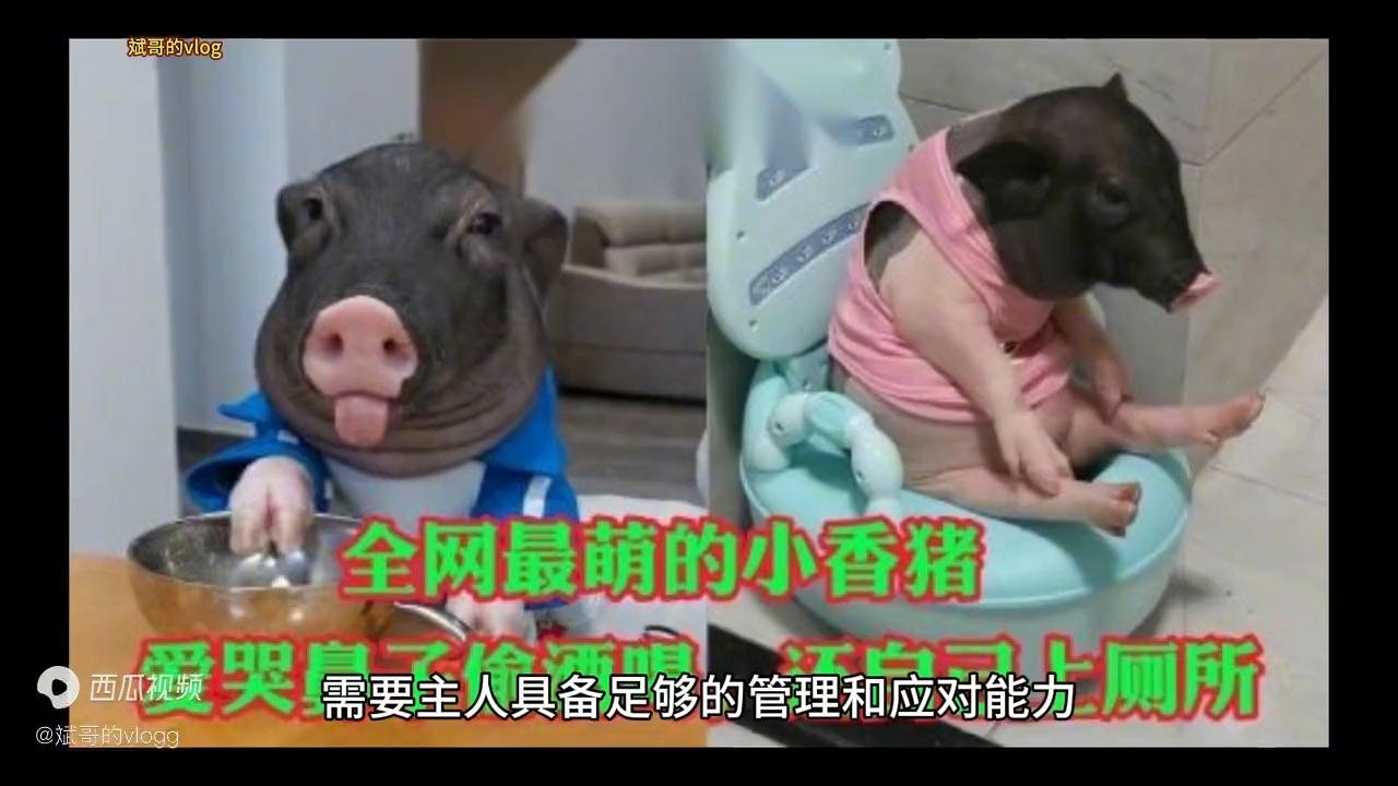 为什么喜欢养小香猪,小香猪是不是养不大的