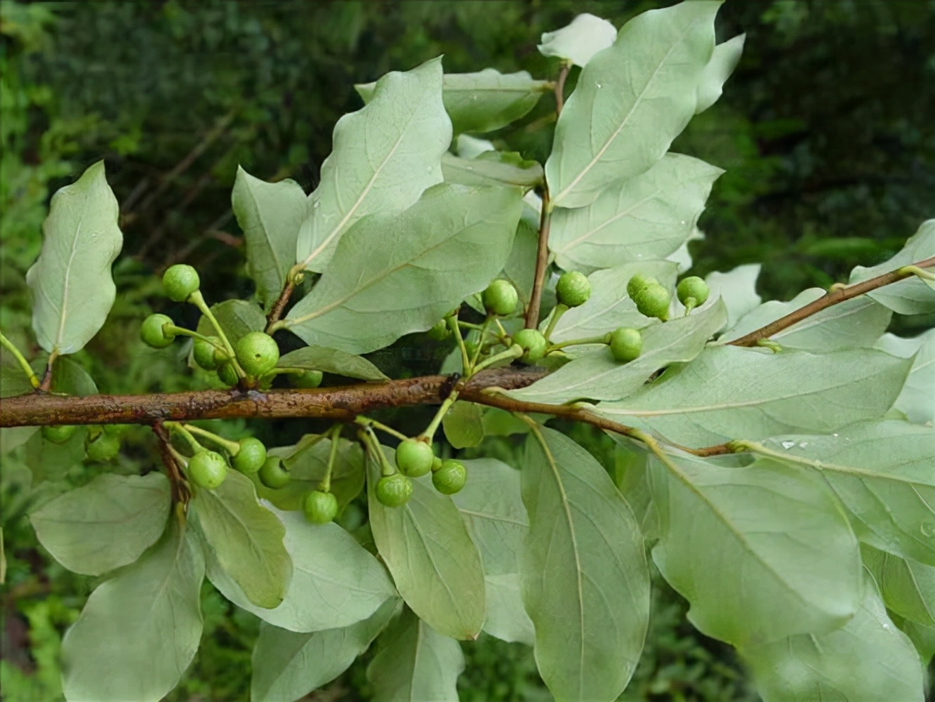胡椒全身是宝吗,山胡椒全身都是宝