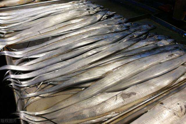 带鱼的“忧虑”:一年出水百万吨,繁荣背后其实暗藏玄机?