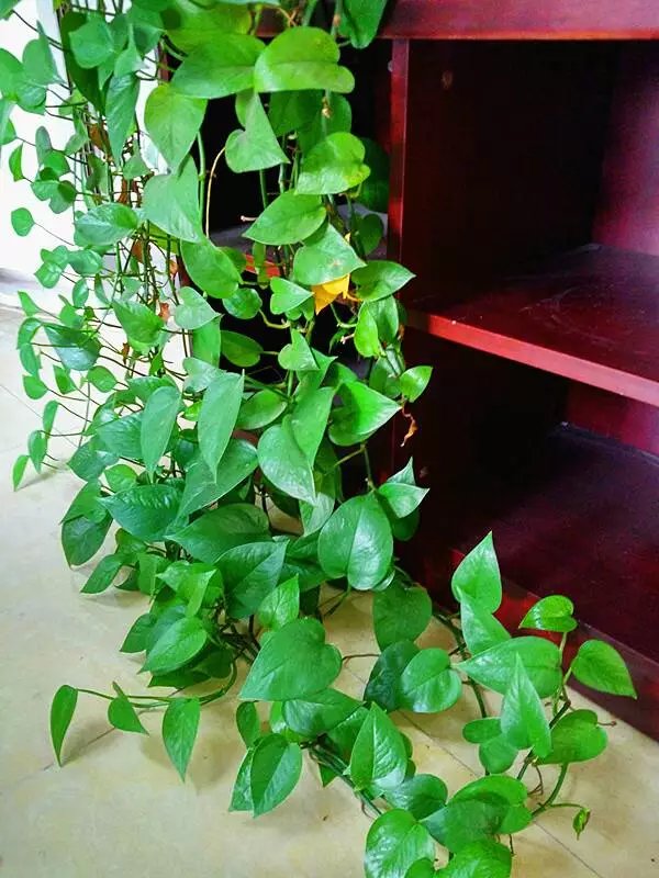 十大最旺办公室的小型绿植,40款超治愈的家居绿植