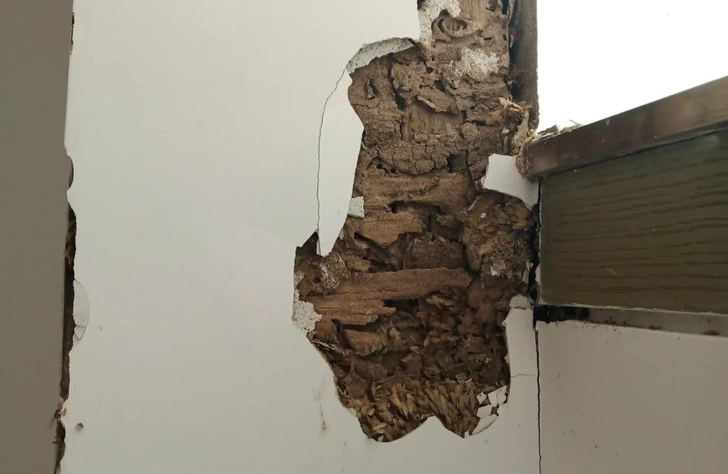 木门框受潮腐烂和白蚁区别,门框被白蚁蛀空了可以补吗