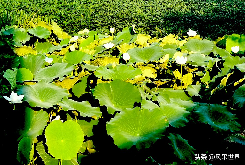 七言怀念父母,父子情的七言律诗