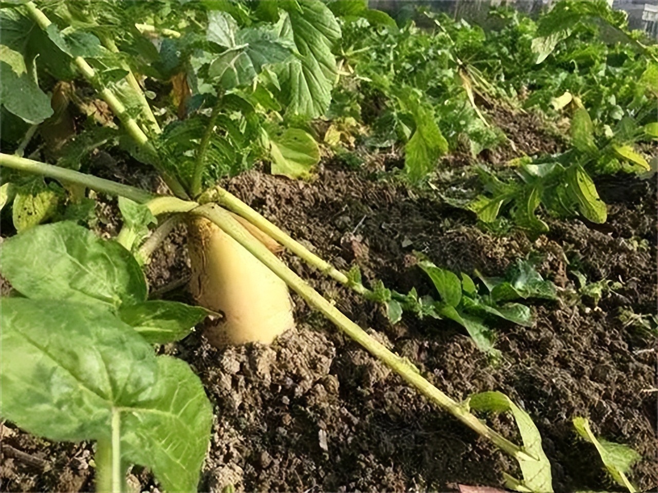 “穷死不耕丈人田，饿死不进萝卜园”是什么意思？