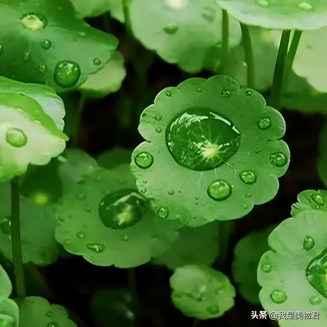 春敏的正确护肤方法是什么,春敏一定要补水吗