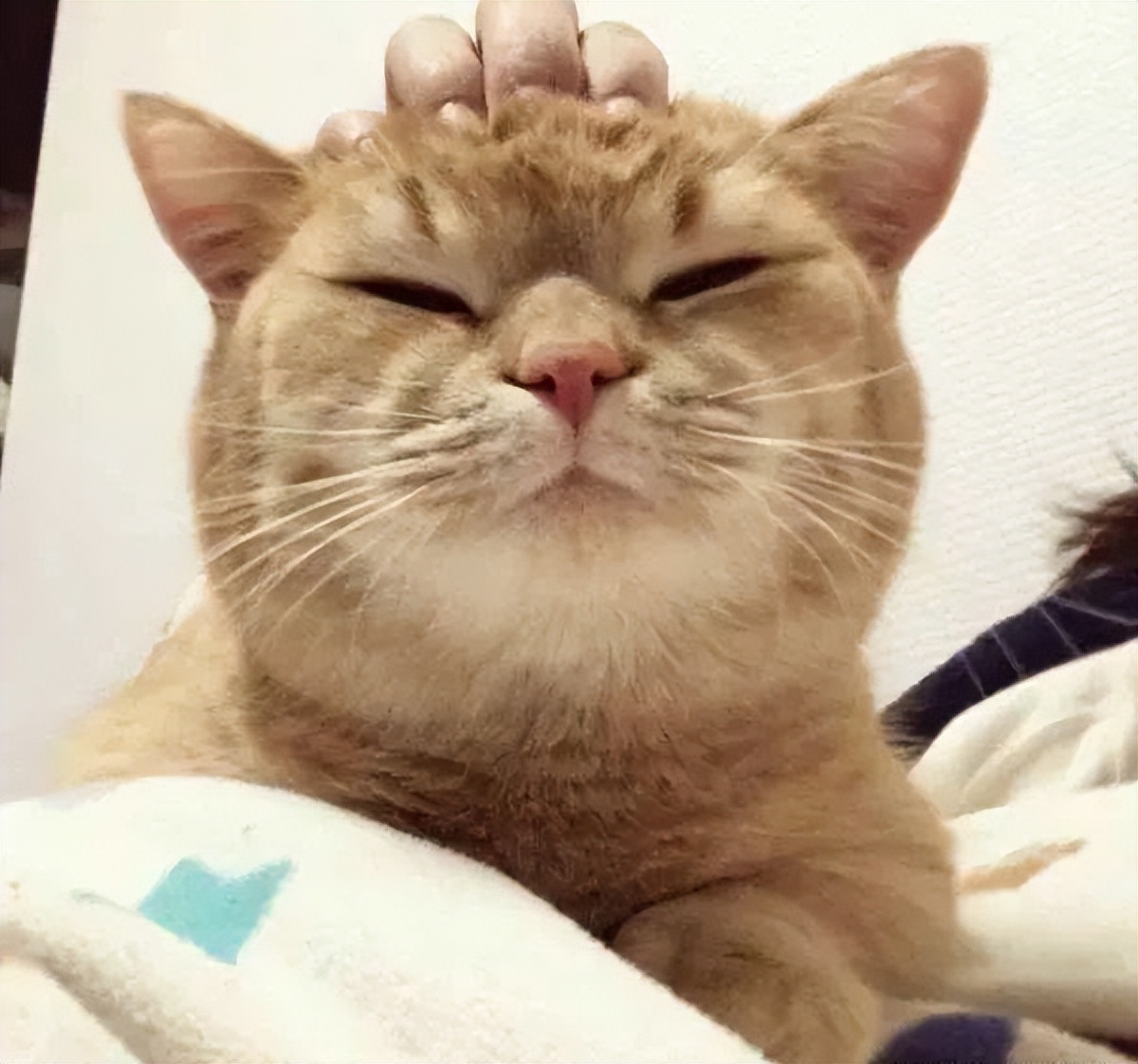 猫咪每天早上来要求摸摸怎么回事,猫咪摸摸头