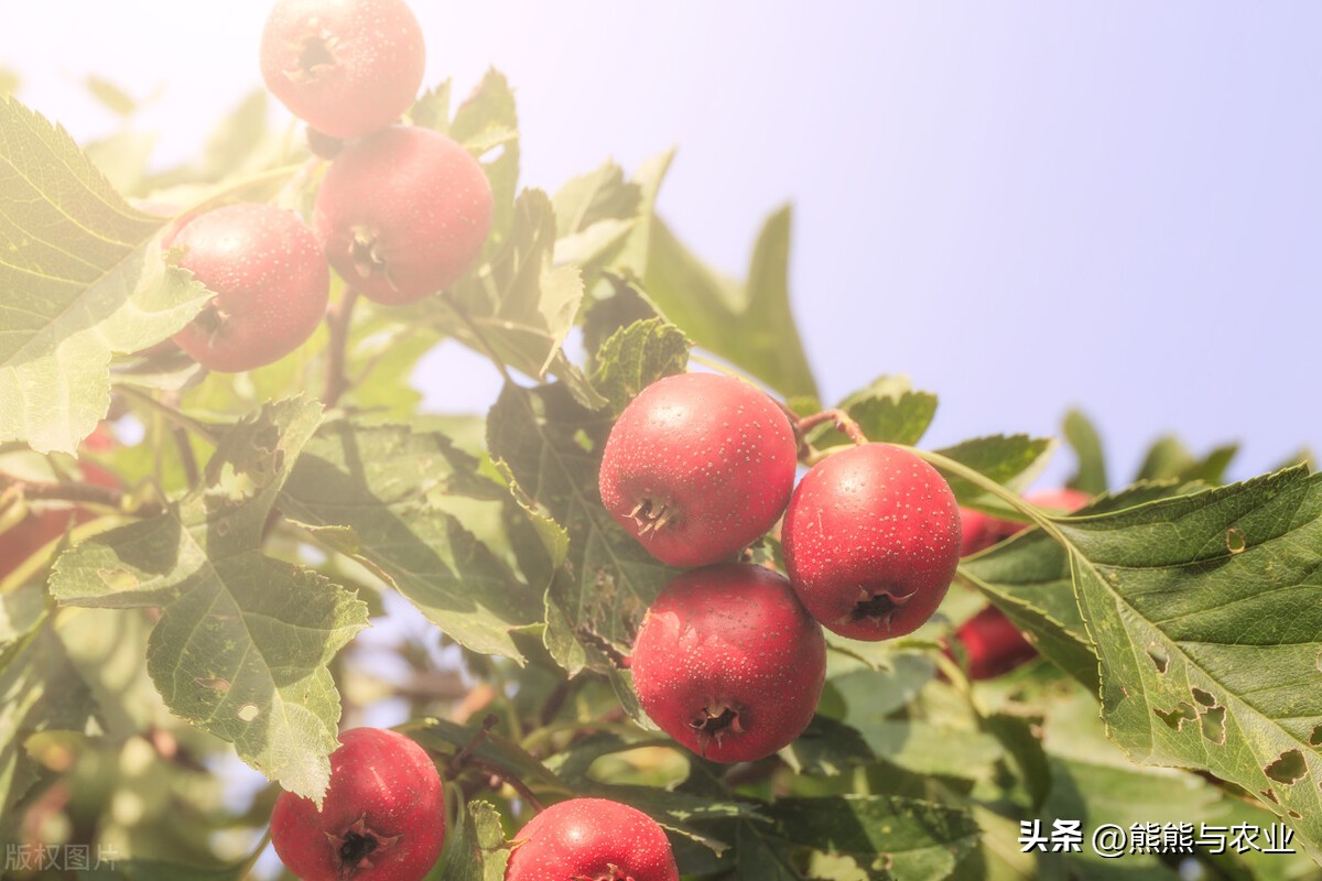 山楂常见病害及防治,山楂出现药害用什么药解