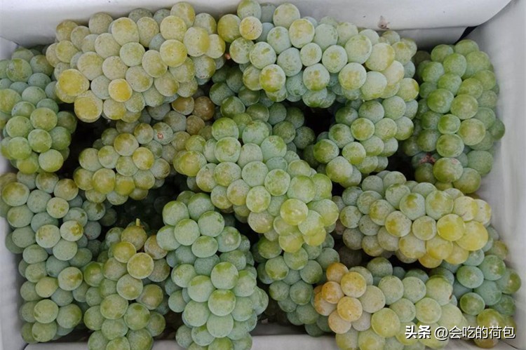 全国哪种葡萄最好吃,什么葡萄好吃产量又高排行前十名