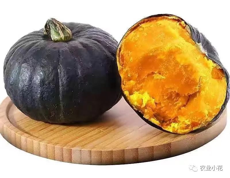 贝贝南瓜盆栽,日本绿贝贝南瓜盆栽教程视频