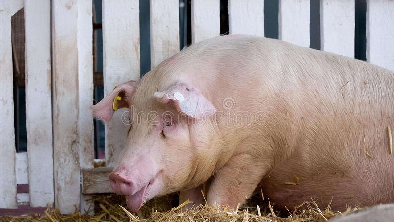 猪咳嗽腹式呼吸还喘气怎么治疗,猪腹股沟发红并喘气是什么原因