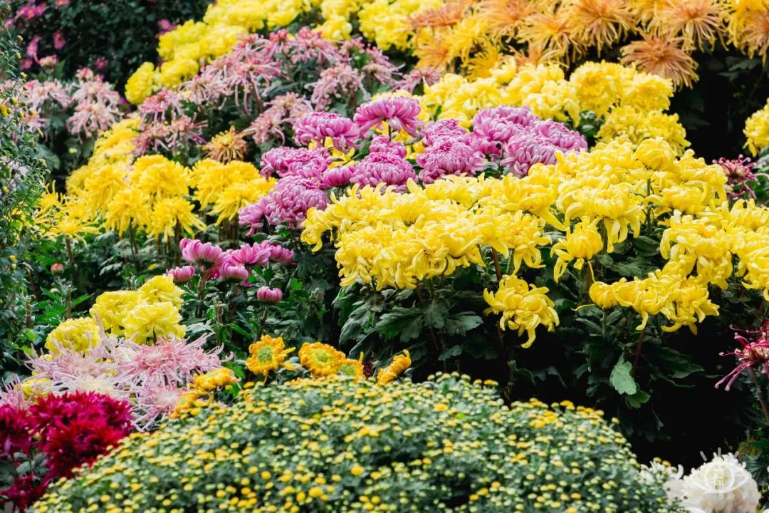 深圳一日游必去的地方,深圳吃货必去的地方