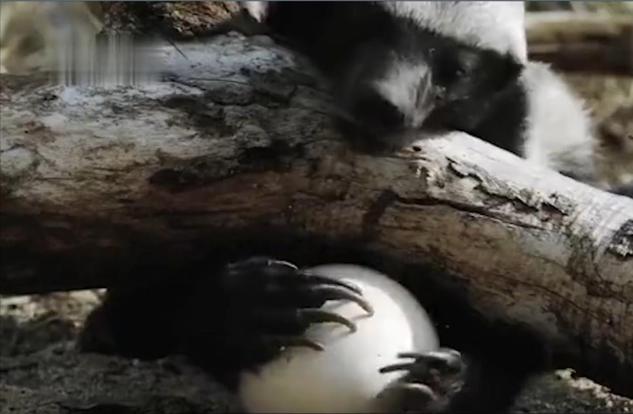 蜜獾在巴西蛇岛大战毒蛇,蜜獾啃食剧毒毒蛇