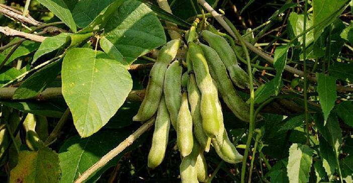 狗爪豆是什么植物,狗爪豆是什么豆